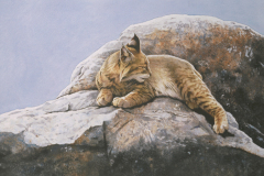 Wildlife Watercolors